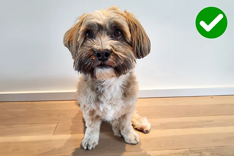 duidelijk zichtbare hond
