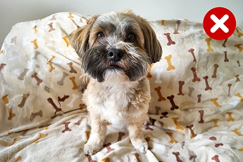 hond met kleurrijke achtergrond