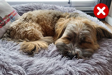 slapende hond