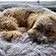 slapende hond