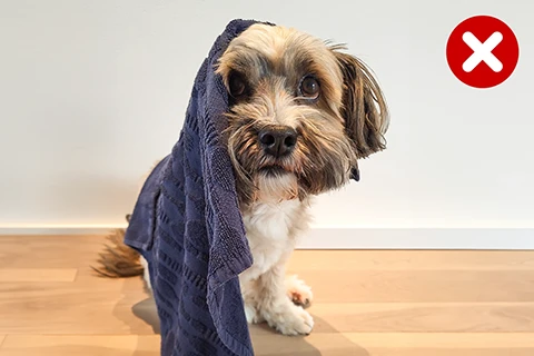 hond bedekt met een handdoek