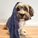 hond bedekt met een handdoek